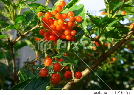 autumn, september, red Viburnum Berries autumn, september, red Viburnum Berries 43916557