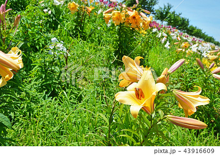 ユリの花が咲き誇る大阪湾の風景 ユリの花が咲き誇る大阪湾の風景 43916609