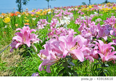 ユリの花が咲き誇る大阪湾の風景 ユリの花が咲き誇る大阪湾の風景 43916610