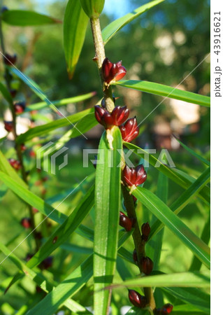 lily seeds on a plant stem lily seeds on a plant stem 43916621