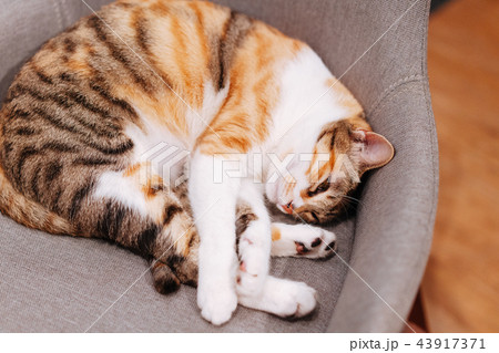 猫 ねこ ネコ 43917371