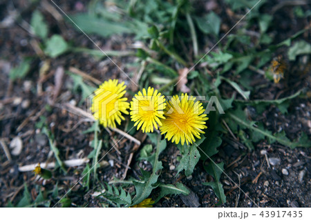 自然 花 春 43917435