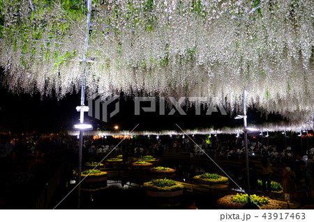 あしかがフラワーパーク 藤(池、夜) あしかがフラワーパーク 藤(池、夜) 43917463