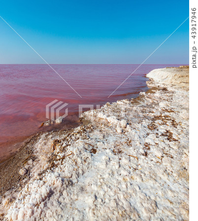 Pink salty Syvash Lake, Ukraine Pink salty Syvash Lake, Ukraine 43917946