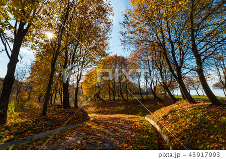 Autumn maple trees in park 43917993