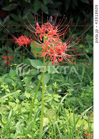 伊勢原 日向薬師 彼岸花の写真素材