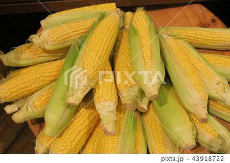 とうもろこし 43918722