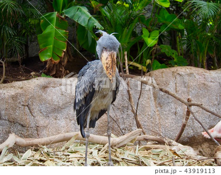 ハシビロコウ 43919113