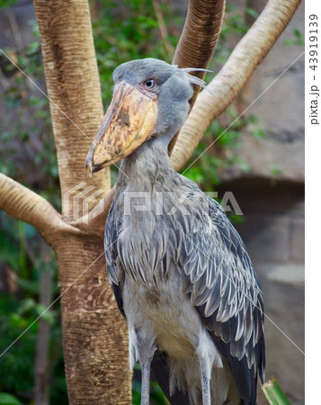 ハシビロコウ 43919139