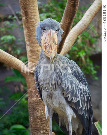 ハシビロコウ 43919140