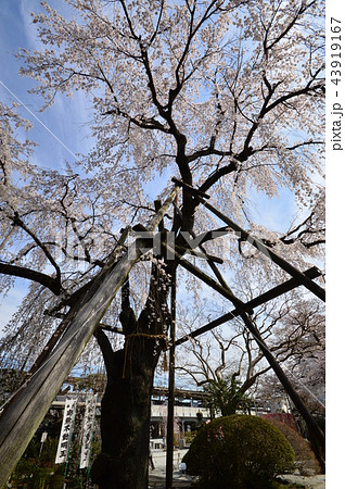 八王子狭間 大光寺の桜 八王子狭間 大光寺の桜 43919167
