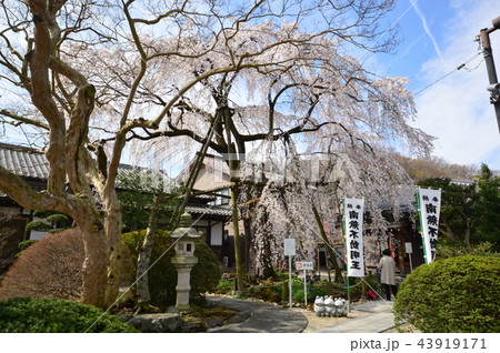 八王子狭間　大光寺の桜 43919171