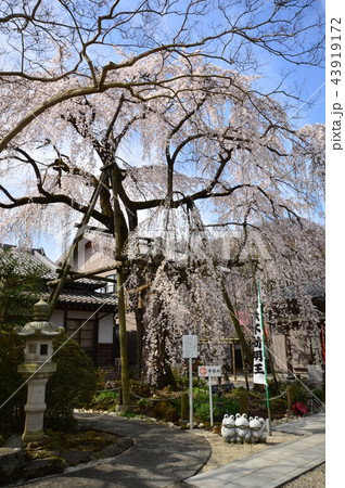 八王子狭間 大光寺の桜 八王子狭間 大光寺の桜 43919172