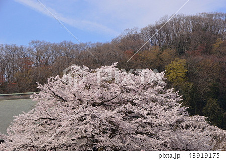 八王子狭間　大光寺の桜 43919175