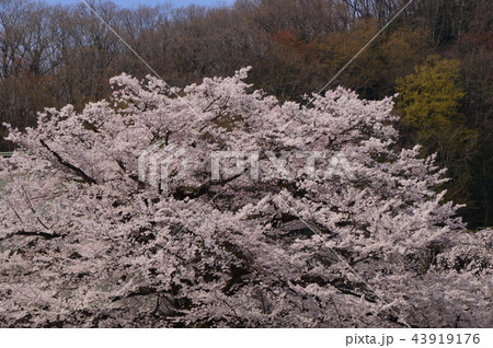 八王子狭間　大光寺の桜 43919176