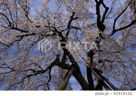 八王子狭間　大光寺の桜 43919182