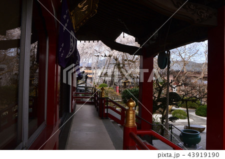八王子狭間　大光寺の桜 43919190