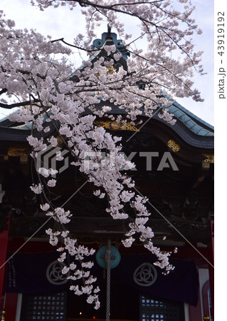 八王子狭間 大光寺の桜 八王子狭間 大光寺の桜 43919192