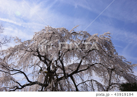 八王子狭間　大光寺の桜 43919194