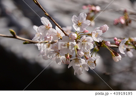 八王子狭間　大光寺の桜 43919195