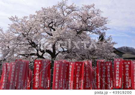 八王子狭間 大光寺の桜 八王子狭間 大光寺の桜 43919200