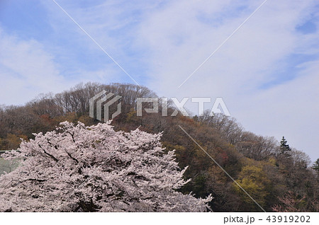 八王子狭間 大光寺の桜 八王子狭間 大光寺の桜 43919202