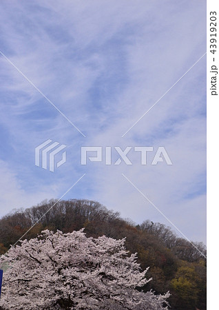 八王子狭間　大光寺の桜 43919203