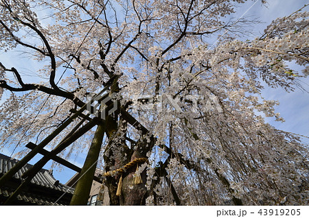 八王子狭間　大光寺の桜 43919205