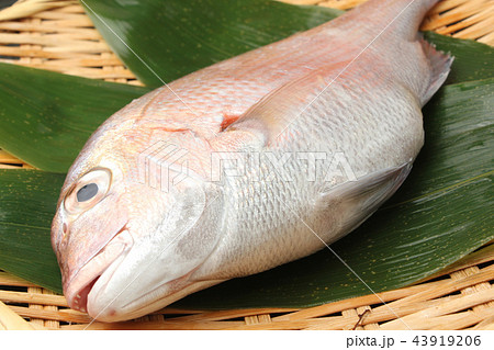 真鯛 43919206