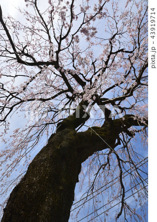 八王子　東浅川　興福寺の桜 43919714