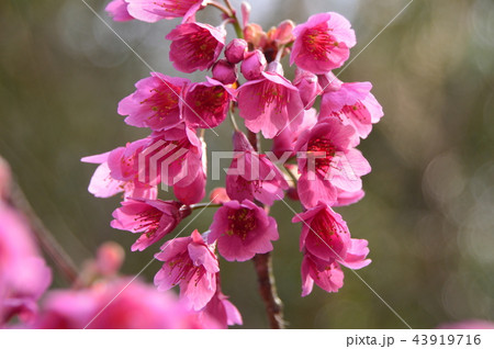 八王子　東浅川　興福寺の桜 43919716