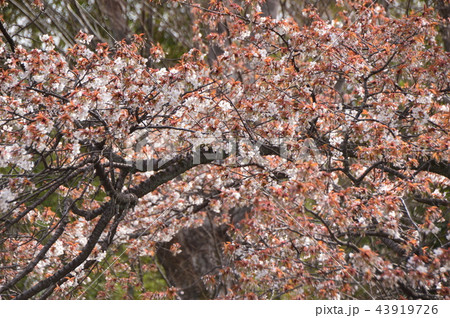 八王子 東浅川 興福寺の桜 八王子 東浅川 興福寺の桜 43919726