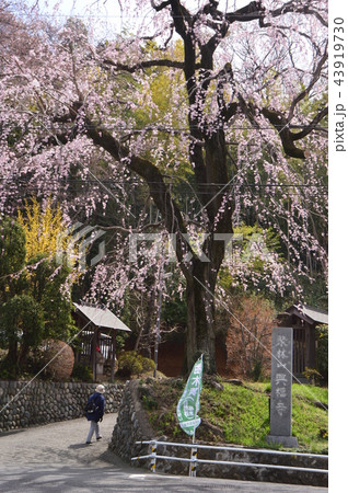 八王子 東浅川 興福寺の桜 八王子 東浅川 興福寺の桜 43919730