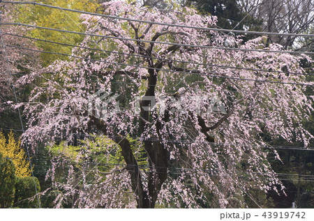 八王子 東浅川 興福寺の桜 八王子 東浅川 興福寺の桜 43919742