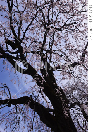 八王子　東浅川　興福寺の桜 43919749