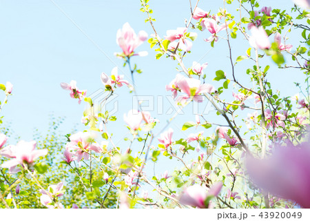 Magnolia pink blossom flowers 43920049