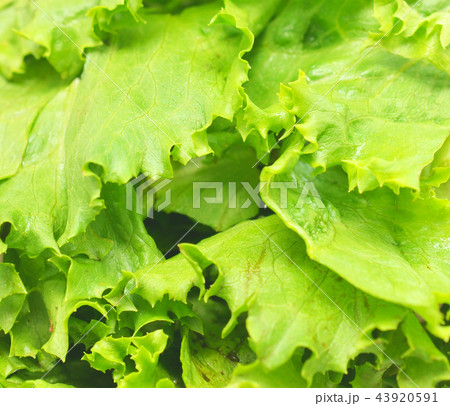 lettuce 43920591
