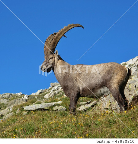 Majestic male alpine ibex. 43920810