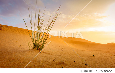 Desert near Al Ain, UAE at dawn 43920922