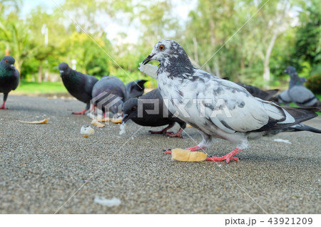 White dove or pigeon (Columba livia) eating bread. White dove or pigeon (Columba livia) eating bread. 43921209