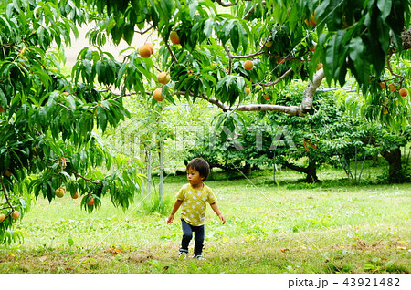 桃の木と男の子　 43921482