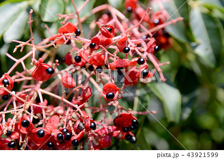 ゴンズイの実 43921599