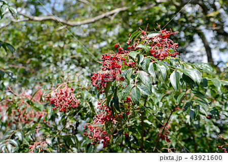 ゴンズイの実 ゴンズイの実 43921600