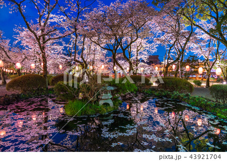 静岡県 浅間大社の夜桜の写真素材
