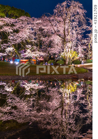 《静岡県》浅間大社の夜桜 43921709