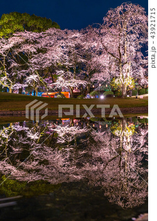 《静岡県》浅間大社の夜桜 《静岡県》浅間大社の夜桜 43921715