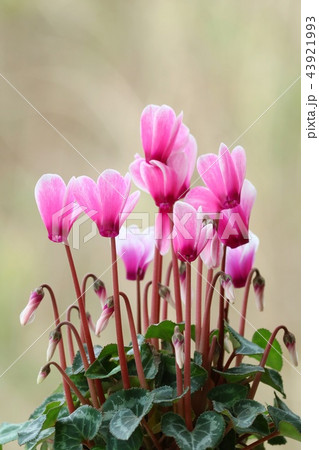 シクラメン　ピンクの花　自然背景 43921993