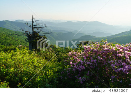 山 風景 ツツジ 43922007