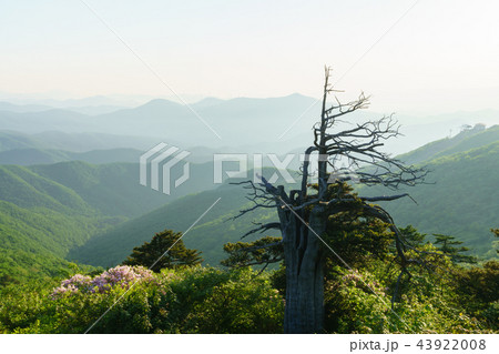 山 風景 ツツジ 43922008