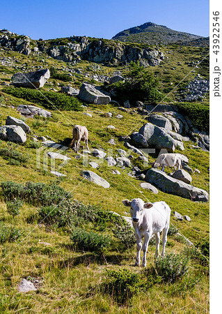 Scenery summer landscape, Pirin Mountain, Bulgaria Scenery summer landscape, Pirin Mountain, Bulgaria 43922546